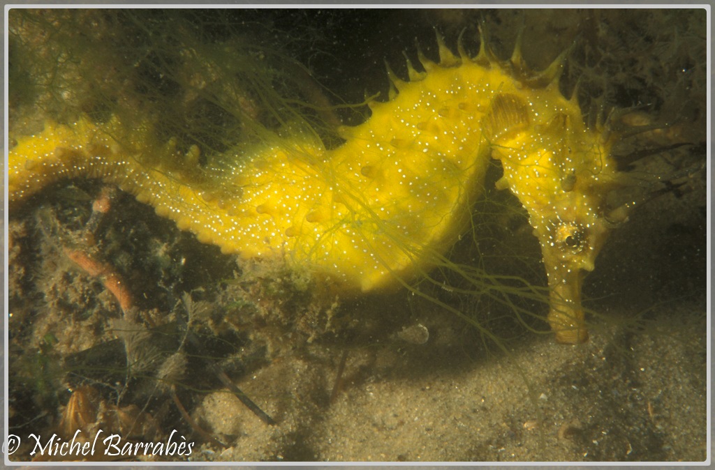 Les Hippocampes