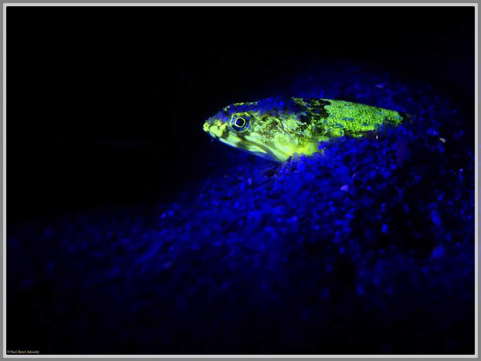 La Fluorescence sous-marine